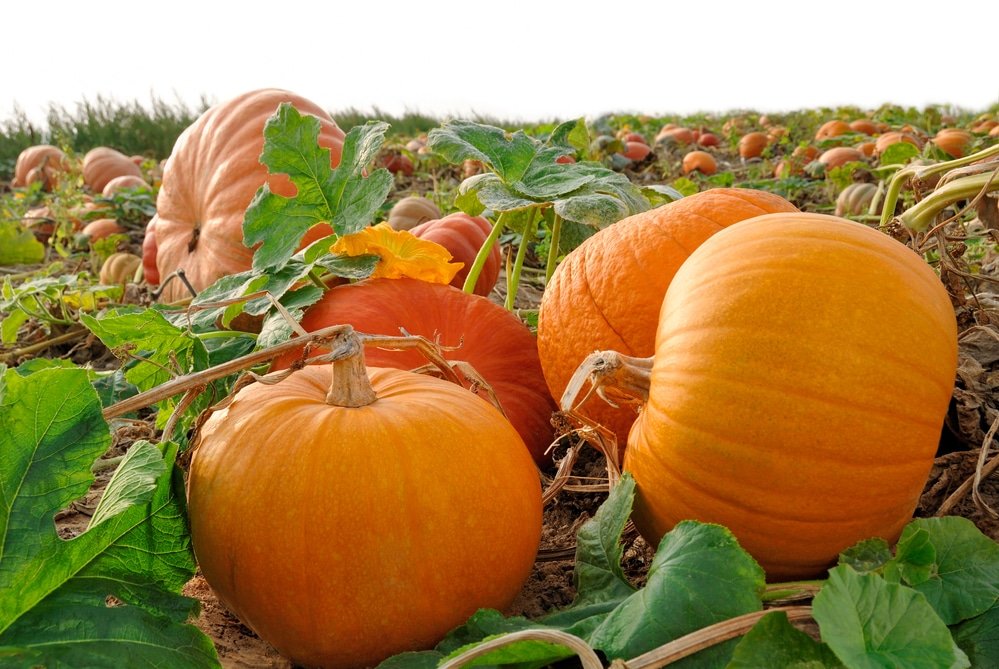 Pumpkin health benefits