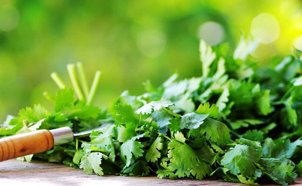 Cilantro herbs