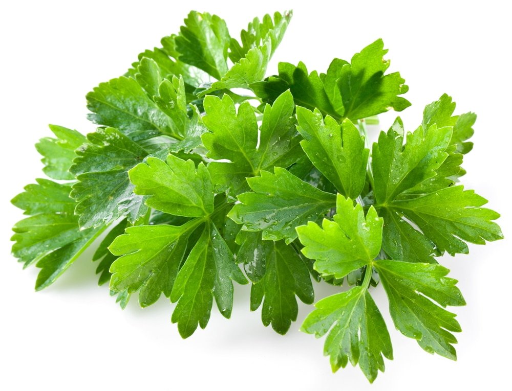 Cilantro Health Benefits