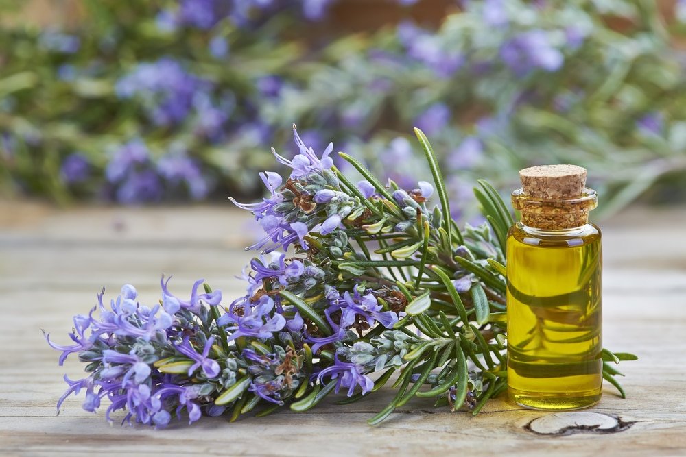 13 Amazing Benefits of Rosemary Essential Oil