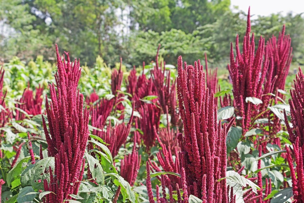 11 Amazing Health Benefits of Amaranth