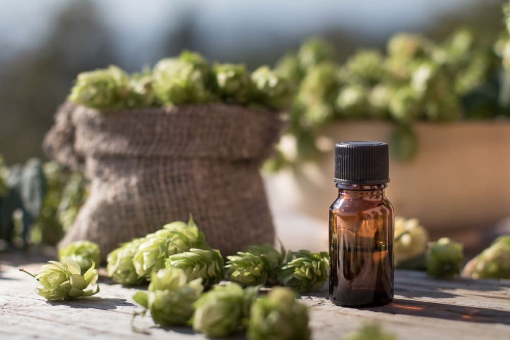 11 Amazing Benefits of Hops Essential Oil